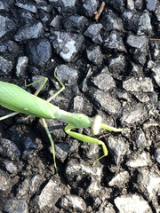 Hierodula patellifera patellifera