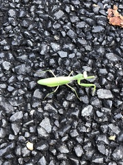 Hierodula patellifera patellifera