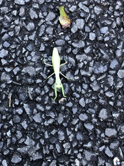 Hierodula patellifera patellifera