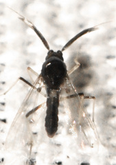Stilobezzia antennalis
