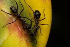 Dolichoderus attelaboides