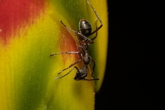 Dolichoderus attelaboides