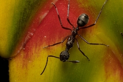 Dolichoderus attelaboides