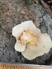 Hydnum albidum