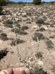 Artemisia bigelovii