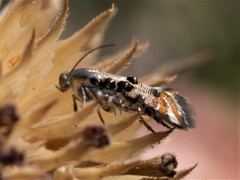 Lithariapteryx abroniaeella