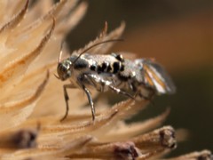 Lithariapteryx abroniaeella