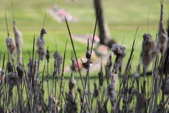 Malurus cyaneus cyaneus