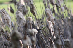 Malurus cyaneus cyaneus