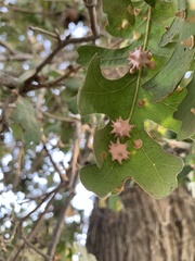 Cynips douglasii