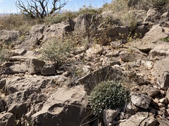 Eriogonum havardii