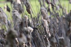 Malurus cyaneus cyaneus