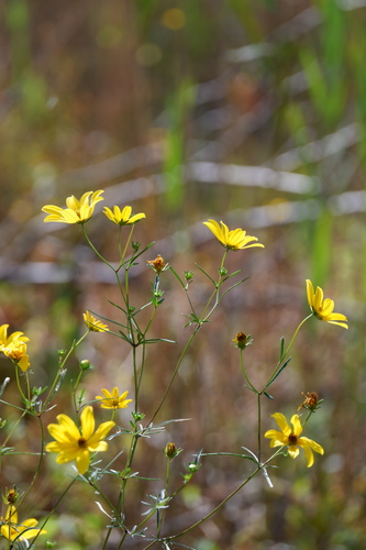 Image of Bidens trichosperma by (c) Bonnie Semmling, some rights reserved (CC BY)