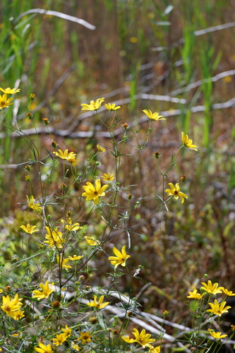 Image of Bidens trichosperma by (c) Bonnie Semmling, some rights reserved (CC BY)