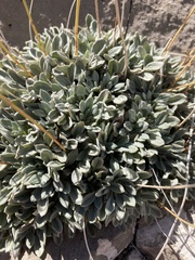 Eriogonum havardii