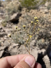 Eriogonum havardii