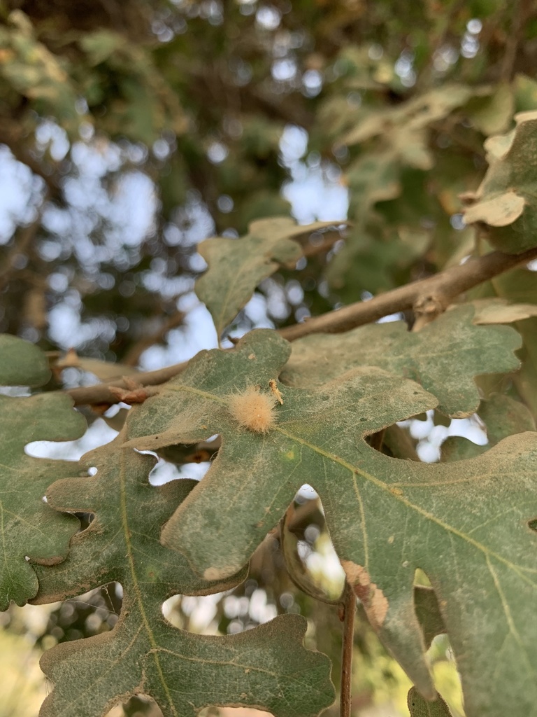 Yellow Wig Gall Wasp from Mt. Whitney High School, Visalia, CA, US on