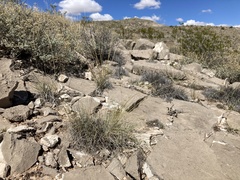 Muhlenbergia setifolia