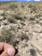 Muhlenbergia setifolia