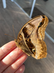 Eryphanis