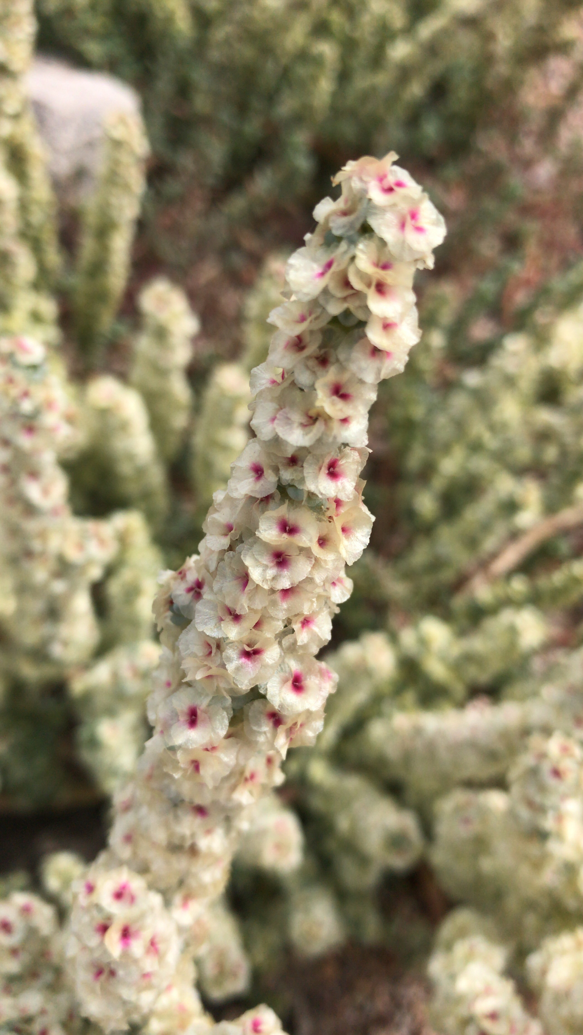 Halogeton glomeratus