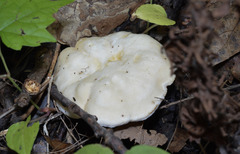 Hydnum albidum
