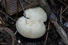 Hydnum albidum