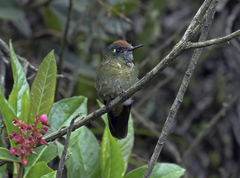 Chalcostigma ruficeps