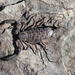 Namib Rock Scorpion - Photo (c) Alex Dreyer, some rights reserved (CC BY-NC), uploaded by Alex Dreyer