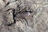 Namib Rock Scorpion - Photo (c) Alex Dreyer, some rights reserved (CC BY-NC), uploaded by Alex Dreyer