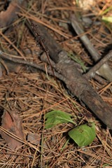 Pyrola elliptica