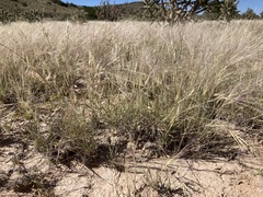 Scleropogon brevifolius