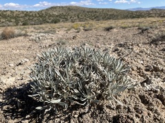 Oreocarya fulvocanescens