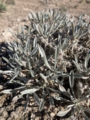 Oreocarya fulvocanescens