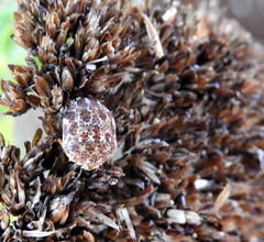 Sphaerocoris testudogrisea