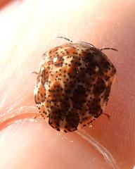 Sphaerocoris testudogrisea