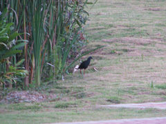 Blackish Rail photo 4