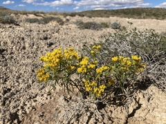 Sartwellia flaveriae