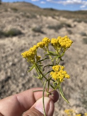 Sartwellia flaveriae