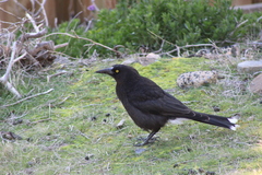 Strepera versicolor arguta