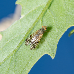 Neotephritis finalis