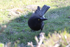 Strepera versicolor arguta