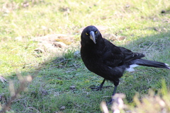 Strepera versicolor arguta