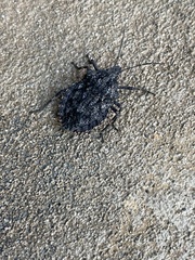 Brochymena affinis