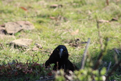 Strepera versicolor arguta