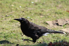 Strepera versicolor arguta
