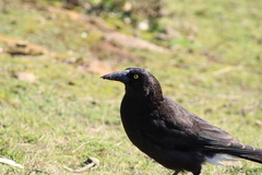 Strepera versicolor arguta