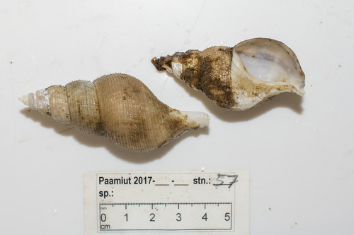 Colus pubescens