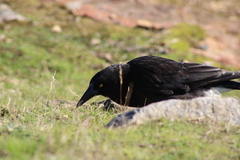Strepera versicolor arguta