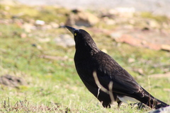 Strepera versicolor arguta